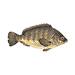 Tilapia